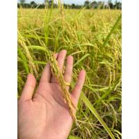 ราคา ข้าวหอมมะลิสุรินทร์แท้ 100% (20194800265)