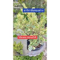 ราคา ต้นสาริกาลิ้นทองด่างไม้มงคล (28340330069)