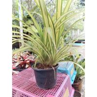 ราคา ต้นเตยด่าง 1ต้น(ถอนต้นส่ง) เตยด่าง เตยทอง ต้นเตยใบลาย เตย (24903198784)