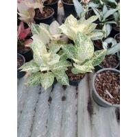 ราคา อโกลนีมา -​ กวักทรัพย์ขาวอมชมพู ต้นคู่ (19193926467)