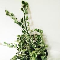 ราคา กวักเงินกวักทอง ห่อเงินห่อทอง ต้นกวักกำเงิน ต้นแสยกกวักเงินใบด่าง ต้นไม้มงคลเรียกโชค ฟอกอากาศ ดูดสารพิษ (10427817075)