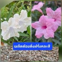 ราคา เมล็ดต้อยติ่งฝรั่ง คละสี 100 เมล็ด ฟ้าประทานพร (ขาว ชมพู) (25821651121)