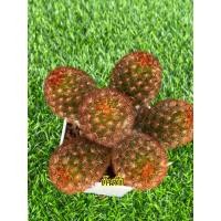 ราคา แมมมิลาเรีย คามิเน่แดง Mammillaria carmenae แคคตัส กระบองเพชร cactus (23925734034)