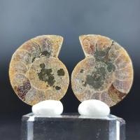 ราคา Amonite Fossilฟอสซิล แอมโมไนต์ (28458246308)