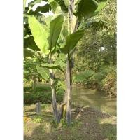 ราคา หน่อ กล้วยตานี หน่อละ 79 บาท กล้วยตานี ราชินีแห่งกล้วย (29621834210)