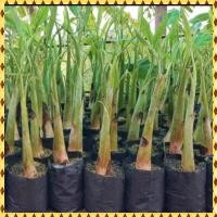 ราคา ต้นกล้วยน้ำว้าพันธุ์เตี้ย (27169638227)