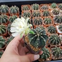 ราคา กระบองเพชร แคคตัส สายพันธ์ ยิมโน (9239887792)