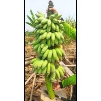 ราคา หน่อกล้วยพระเทพกล้วยพระราชทาน หน่อกล้วยน้ำว้าเตี้ย ลูกใหญ่❗หวีใหญ่❗ต้นเตี้ย ออกผลเร็วเนื้อเยอะปลูกง่ายทนโรคพันธุ์แท้✅ (41720563991)