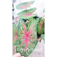 ราคา บอนสี เจ้ากรุงไกรเซอร์ ไซส์น่ารัก (15603512249)