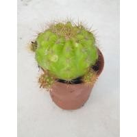 ราคา Cactus ต้นดาวล้อมเดือน แคคตัส กระบองเพชรราคาถูก (9660940438)