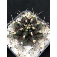 ราคา ยิมโน มิฮาโน แคคตัส กระบองเพชร (7350498851)