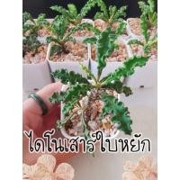 ราคา ยูโฟเบีย ไดโนเสาร์ใบหยัก ไม้อวบน้ำ (8461032820)