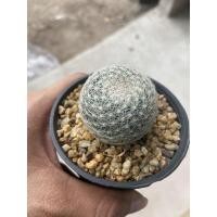 ราคา แคคตัส (แมมเลนต้า ไม้เพาะเมล็ดค่ะ) (9779948843)