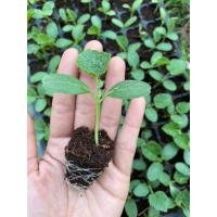 ราคา ต้นกล้าแตงไทยลูกกลม มีกลิ่นหอมของแตงไทย ต้นกล้าละ12บาท10แถม2กล้า (20274906156)