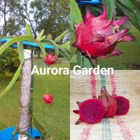 ราคา กิ่งพันธุ์แก้วมังกร พันธุ์นำเข้า หายาก Zamorano พันธุ์แท้ 100% (29810934849)