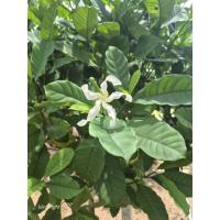 ราคา ต้นพุดเศรษฐีสยาม สูง 2 เมตรขึ้นไป ต้นใหญ่ ใบฟู ติดดอกค่ะ (41608364708)