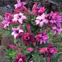 ราคา 4 เมล็ด ชวนชม สายพันธุ์ Rosalina สีแดง กุหลาบทะเลทราย Desert Rose Adenium Seeds (22145951296)