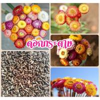 ราคา เมล็ดดอกกระดาษ 50 เมล็ด ดอกกระดาษคละสี (8842957322)