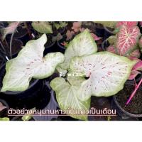 ราคา หนุมานหาวเป็นดาวเป็นเดือน(ตับรามเกียรติ์) (21713373547)