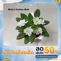 ราคา แอฟริกันไวโอเลต (African Violet) (20626623963)