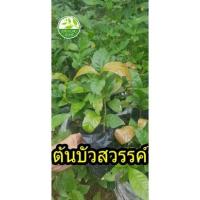 ราคา ต้นบัวสวรรค์ บัวสวรรค์ ดอดหอม ดอกสวย บัวสวรรค์ (3895669067)
