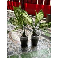 ราคา ต้นเพชรน้ำหนึ่ง ไม้มลคล (22144459010)