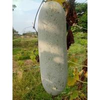 ราคา เมล็ดฟักแฝงพันธุ์พื้นบ้านลูกใหญ่ยาว25/50เมล็ด (27133697723)