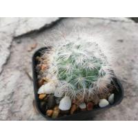 ราคา แมมขนแมว แมมลูกแมว แมมมิลลาเรีย (5585234509)