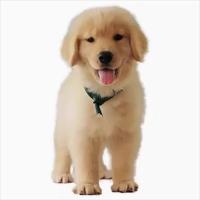 ราคา โกลเด้น รีทรีฟเวอร์ ลูกสุนัข สุนัขพันธุ์บริสุทธิ์ โครงกระดูกใหญ่ เลือดคู่ โกลเด้น รีทรีฟเวอร์ ลูกสุนัข บ้าน เลี้ยงสัตว์เลี้ยง สุนัข คู่มือ สุนัข สัต (54400759086)