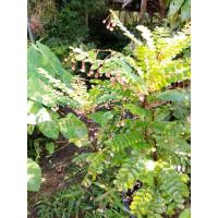 ราคา ต้นธรณีสาร ต้นในกระถาง (28464634509)