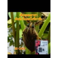 ราคา เสียงแมงดานาบันทึกในเมมโมรี่การ์ด SD CARD (40804747567)