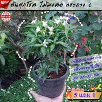 ราคา ต้นศุภโชค ดอกพุดศุภโชค ไม้มงคล กระถาง 6 นิ้ว เหมาะสำหรับ แต่งบ้าน จัดสวน ตกแต่งร้านกาแฟ (10474565734)