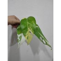 ราคา Epipremnum Pinnatum Variegated อิพิด่างขาว​ พลูฉีกด่าง อิพิด่างเหลือง ไม้ด่าง ไม้ฟอกอากาศ (5197115070)