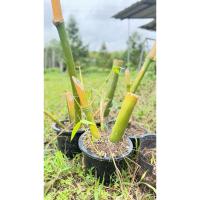 ราคา ต้นไผ่ตงลืมแล้ง (56100368512)