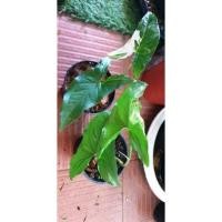 ราคา #Syngonium ต้นเงินไหลมา ด่างขาว (11037484357)