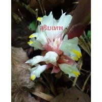 ราคา ดอกทองสุริยเทพ เหง้า,ต้น(ให้เลือก)เด่นด้านเมตตามหานิยม ว่านดอกทองสุริยเทพ ว่านดอกทองสุริยะเทพ ว่านดอกทอง ว่านดอกทองสุริพ (22116994689)