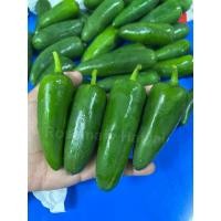 ราคา พริกสดเม็กซิกันJarapeno (พริกสด)จาราปิโน่ (19995338228)