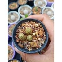 ราคา กระบองเพชรนิ้วทอง ราคาถูกที่สุดในโลก (9988094920)