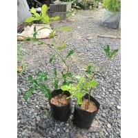 ราคา ต้นมะกรูด(ตอนกิ่งค่ะ) (17464647003)