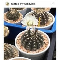 ราคา เมล็ดยิมโนจานบิน 30 เมล็ด 100 บาท (11317408457)