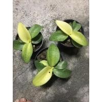 ราคา รวยไม่เลิกด่าง ว่านรวยไม่เลิกด่าง ต้นไม้มงคล (10720540099)