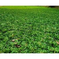 ราคา ขายส่ง 1 กิโลกรัม เมล็ดหญ้าไทเป หญ้ามาเลเซียแคระ หญ้าสวนหย่อม สนามหญ้า หญ้า พันธุ์หญ้า ชนิดหญ้า หญ้าปูสนาม พืชตระกูลหญ้า (41052334052)