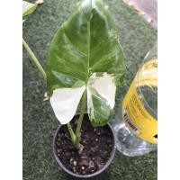 ราคา บอนกระดาดด่างขาวสวยย (15603454786)