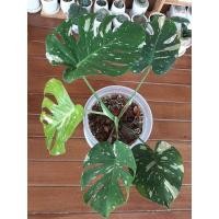 ราคา มอนสเตอร่าไทยคอนด่าง มอนเตอร่าด่าง ด่างสวย ไทคอน (13630127745)