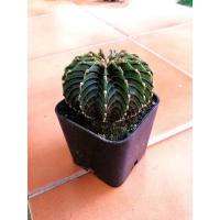 ราคา ยิมโนLB2178แท้ LB2178 (20310679074)