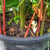 ราคา ว่านมหาเสน่ห์ ว่านดอกทอง รากราคะ จัดเป็นประเภทของว่านมหาเสน่ห์ 2 เหง้า (6063782454)