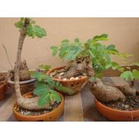 ราคา มะยมเงิน มะยมทอง ไม้ มงคล เรียกทรัพย์ เลี้ยงง่าย ไม้ชอบแดด ไม้โบราณหายากมีไว้ประดับบารมี ขนาดกลาง200-350กรัม (5468995714)