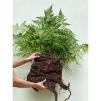 ราคา เฟิร์นนาคราช กอแน่นๆ (25131287968)