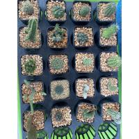 ราคา แคคตัสเซต 20 ต้นไม่ซ้ำพันธ์ (8808587828)