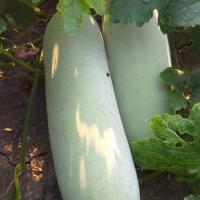 ราคา ฟักเขียว ฟักอ่อน ฟักแก่ ฟักแฟง ฟักเขียวแก่ แพ็คละ 1 ลูก (24054555561)